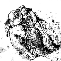 Herz