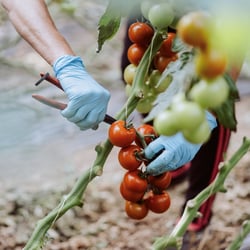 13 tomatenernte fesa gemüsegroßhandel