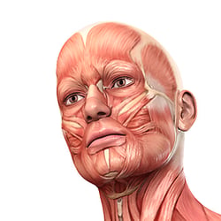 Die Muskulatur des Menschen – anatomische Illustrationen