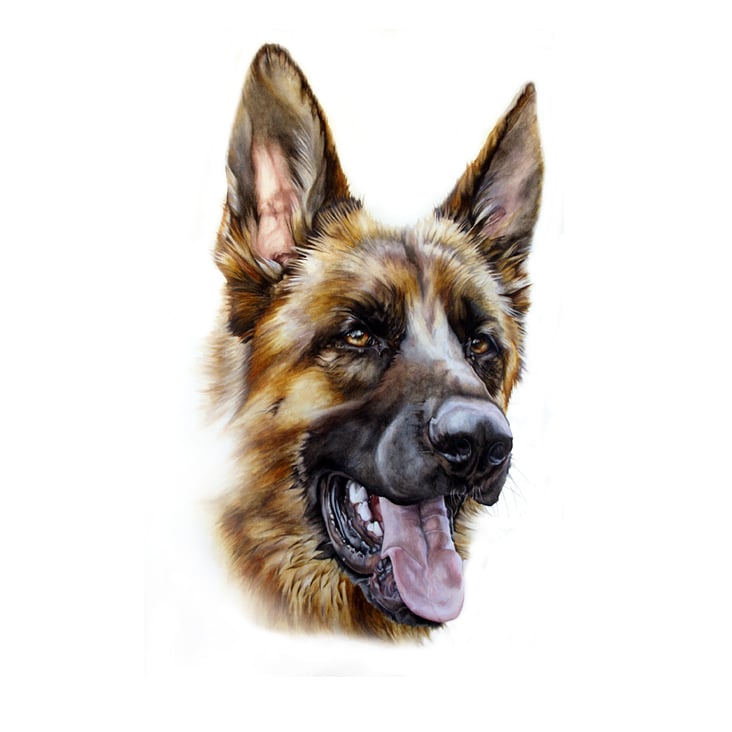 Deutscher Schäferhund