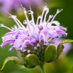 Violet flower