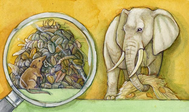 elefant-spitzmaus