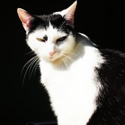 Bastet the Cat 2012 No. 03