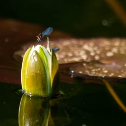 Naturfotografie Libelle