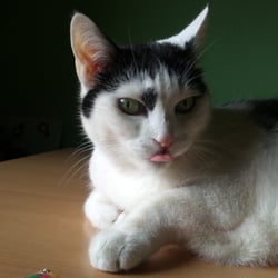 Bastet the Cat 2012 No. 13