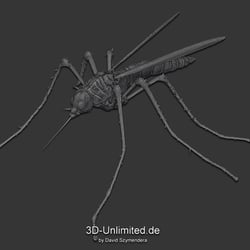 Insect