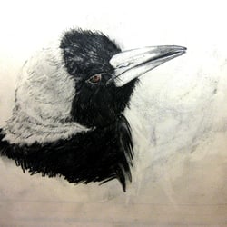 Vogel (Macpie), 2011, Bleistift (Scribble)