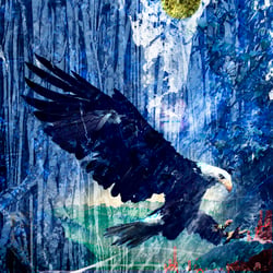 adler