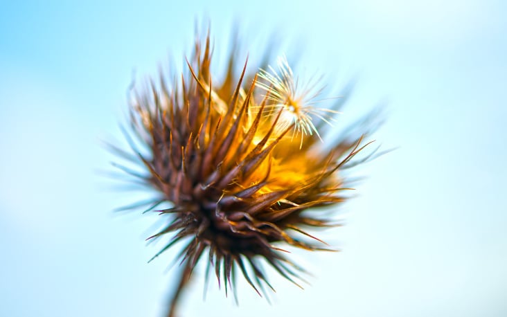 just flowers 01