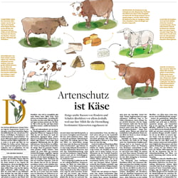 Käse und Kühe / Welt am Sonntag