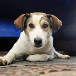 Straßenhund auf Madeira