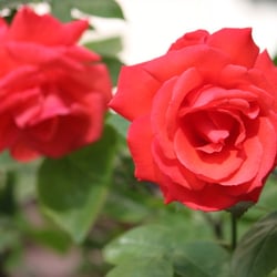 Natur 2012 Blumen Rosen Duo