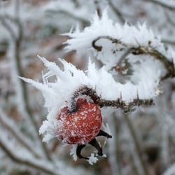 Winterwonderland
