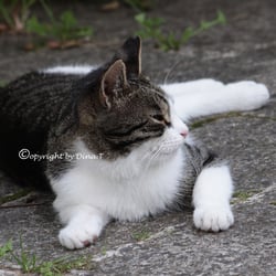 CAT AUG. 2014