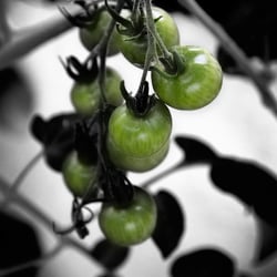 Tomaten