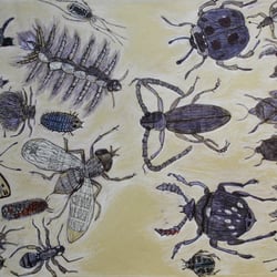 Grafik für einen Insektenliebhaber