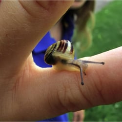Bänderschnecke