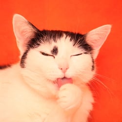 Bastet the Cat 2012 Teil 02