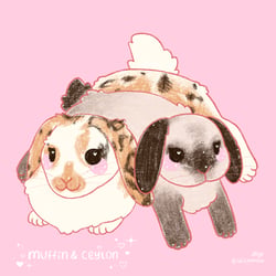 Haustierportrait – Muffin & Ceylon