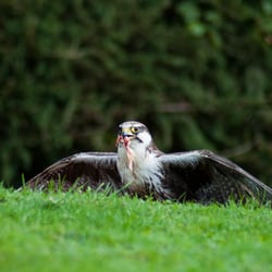 wanderfalke