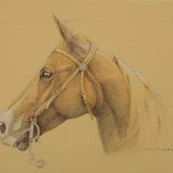 Westernpferd