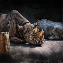 Rhino