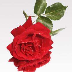 Coole Rose