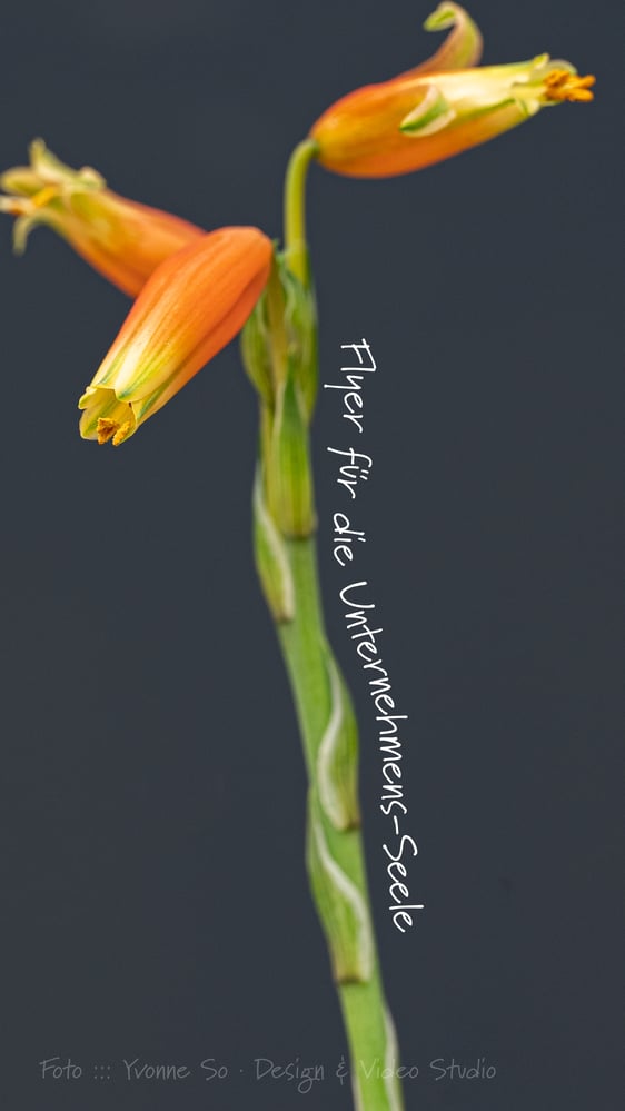 Fotografie für Flyer