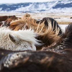 iceland horses