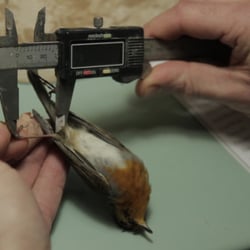 Still aus dem Dokumentarfilm „Gesandte ihrer Art“ (2012)