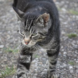 Cat Juli 2014 © by Dina.T