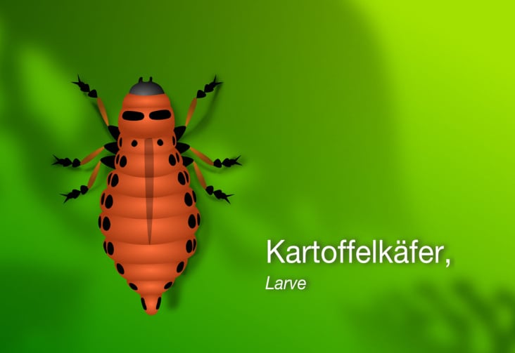 Kartoffelkäfer, Larve
