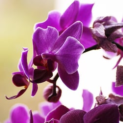 orchide