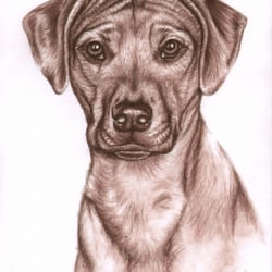 Ridgeback, Sepia-Kohle