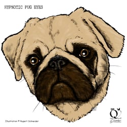 HYPNOTIC PUG EYES
