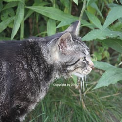 Cat Juli 2014 © by Dina.T