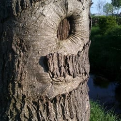 Tree No 05