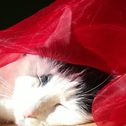 Bastet Experience in RED