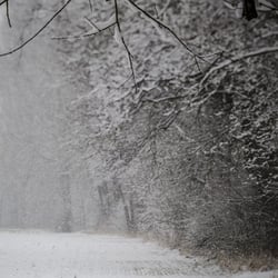 Schneelandschaft