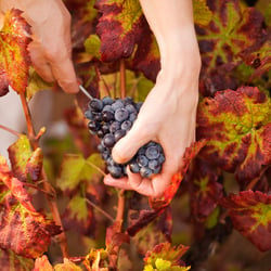 Food – Meine Weinlese in Frankreich
