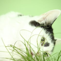 Bastet the Cat