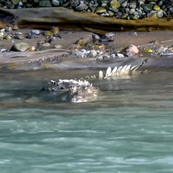 Costa Rica – Wildlife