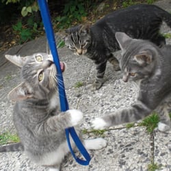 Cats Photography 2012 No. 01