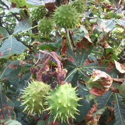 Nature 2012