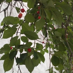 Kirschbaum 09