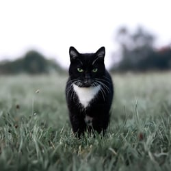 Revierkater