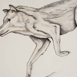 Wolf (Buntstift analog)