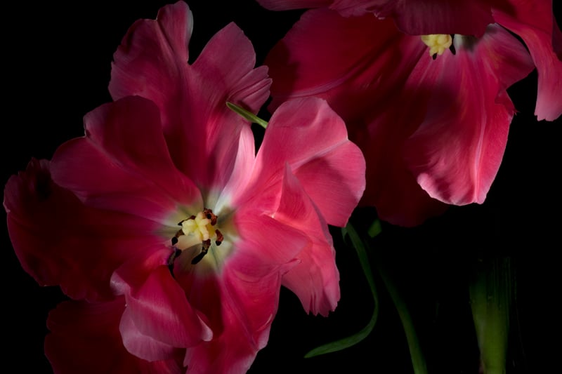 tulipa