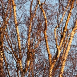 Baum liebt Sonne