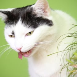 Bastet the Cat 2012 Teil 02